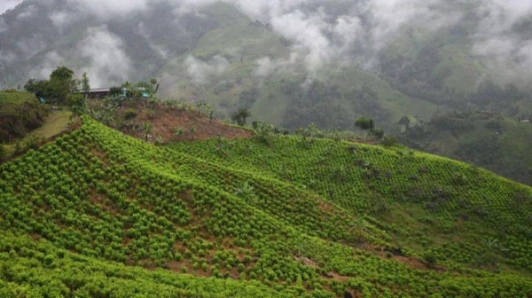 Coca crops in Colombia's Micay Canyon