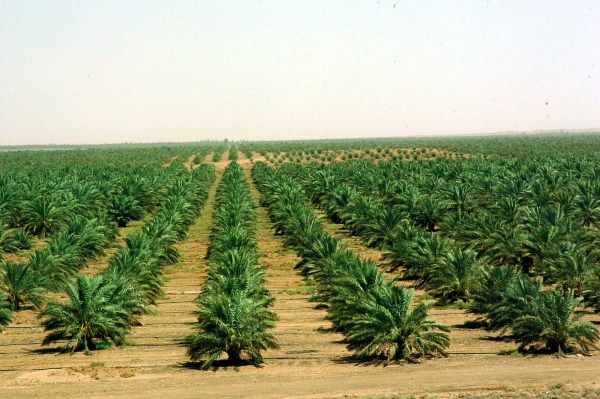 Saudi Arabia plants 50 million seedlings in Rub' al Khali