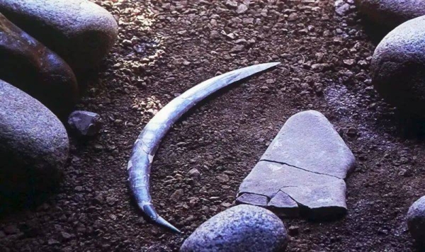 The boomerang was found near stones, animal and human bones