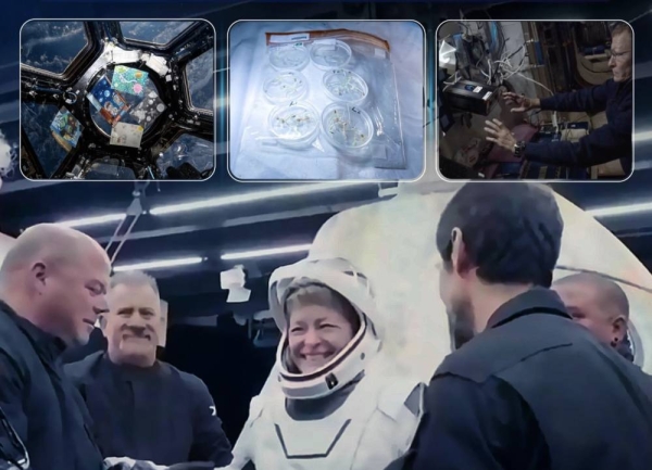 Veteran astronaut Peggy Whitson conducted the experiments during her stay aboard the ISS, under the direct supervision of Saudi astronaut Rayyanah Barnawi and with technical oversight from the Saudi Space Agency’s scientific teams.
