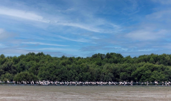 Saudi Arabia restores over 170 hectares of mangrove forests in major reforestation projects