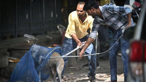 Delhi's stray dog population is estimated at one million