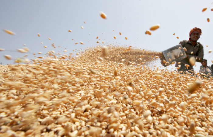 A worker spreads wheat crop for drying at a wholesale grain market in Chandigarh, India. — Reuters