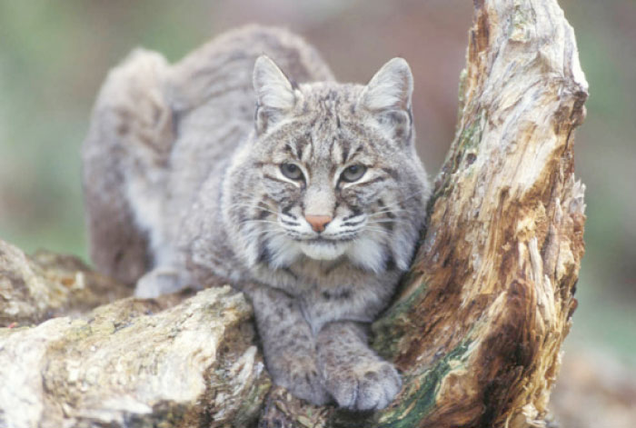A bobcat is seen in a forest in Concord, New Hampshire.